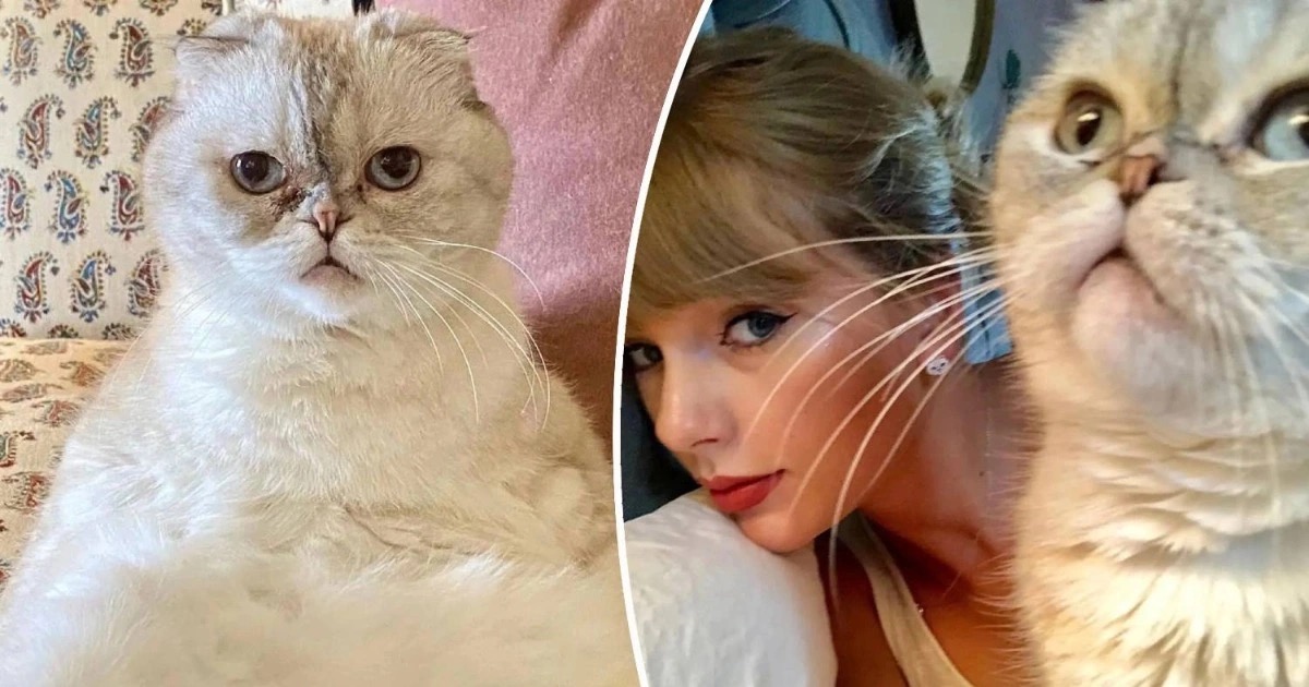 'Con cưng' của Taylor Swift lọt top 3 chú mèo giàu nhất thế giới 2