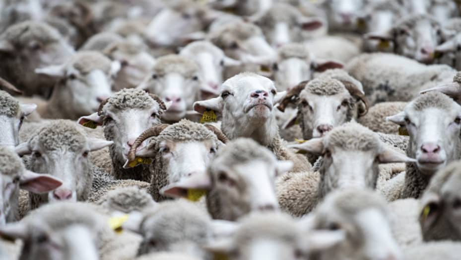 Thừa cung, nông dân Úc mang cừu đi cho miễn phí