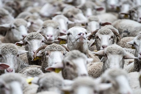 Thừa cung, nông dân Úc mang cừu đi cho miễn phí