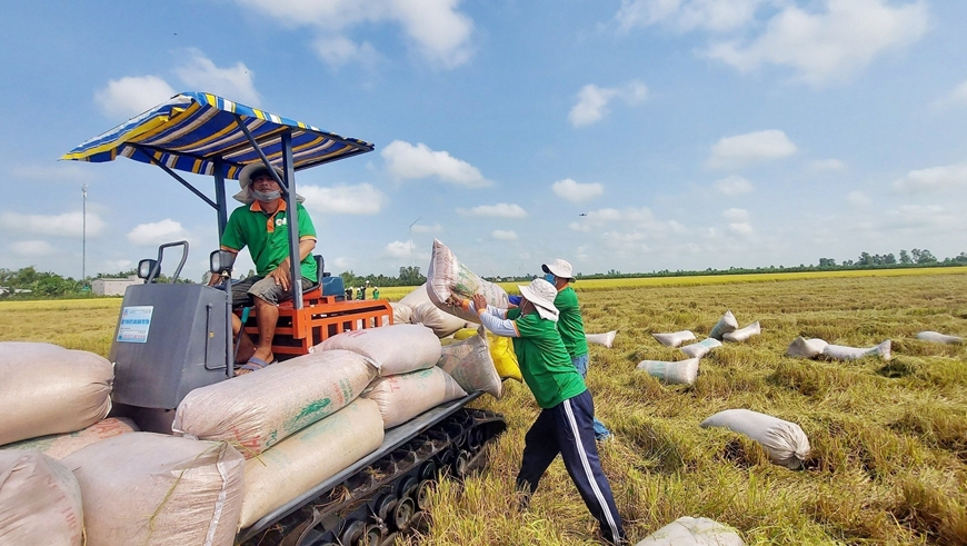 Hỗ trợ đưa gạo Việt Nam thâm nhập sâu vào thị trường Trung Quốc