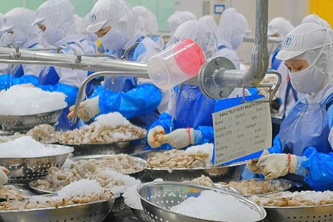 Thực phẩm Sao Ta (FMC): Xuất khẩu tôm sẽ bứt phá trong quý 4/2023