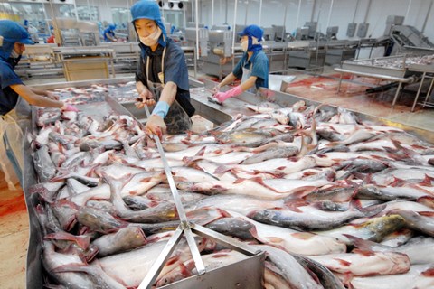 Xuất khẩu cá tra dần phục hồi từ quý 4 nhưng nguồn cung cá nguyên liệu sẽ thiếu hụt