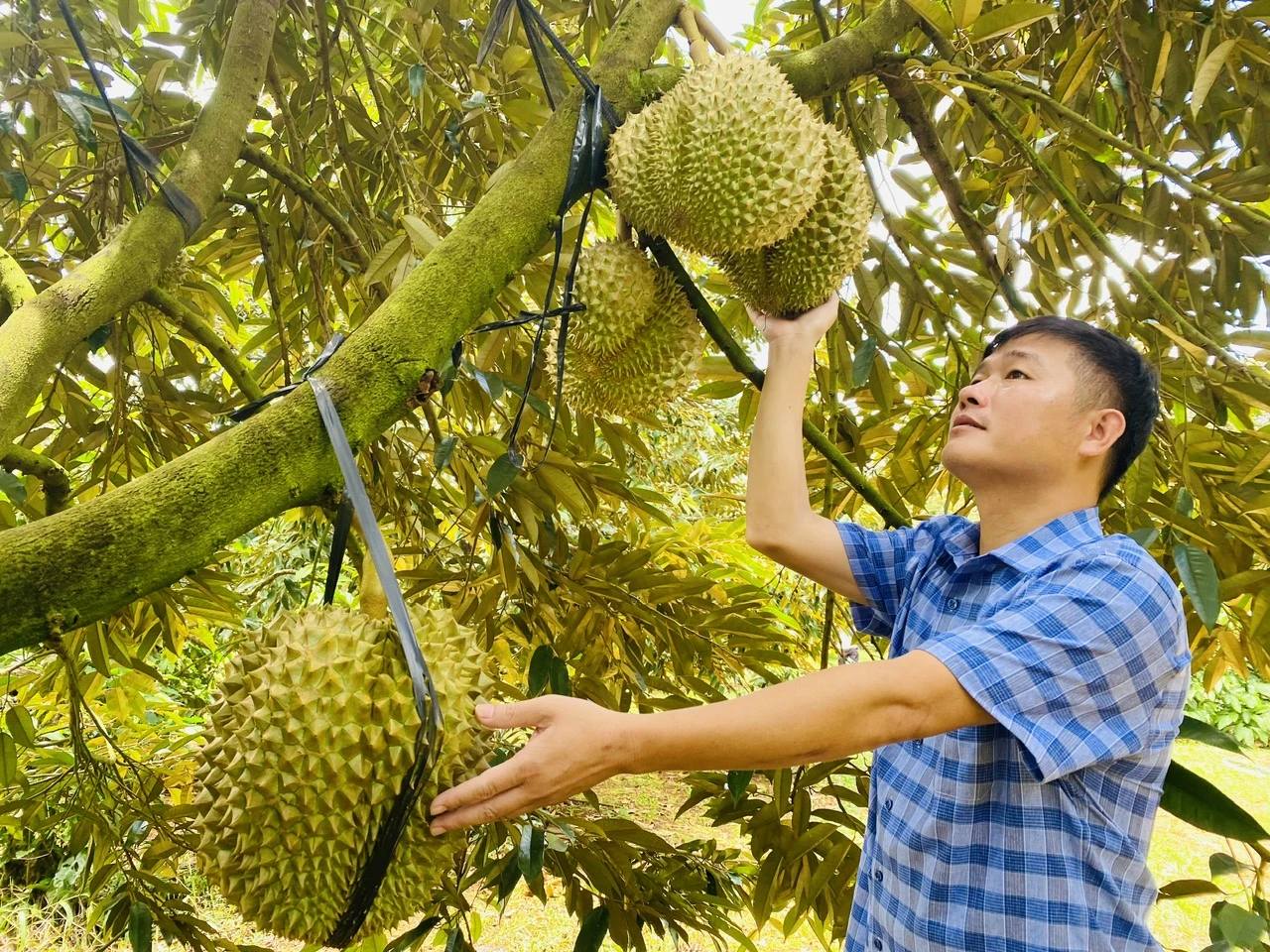 Sầu riêng sẽ tiếp tục 'bội thu' tại thị trường Trung Quốc 2