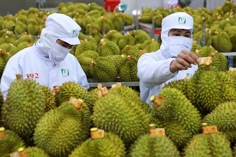 Sầu riêng Việt Nam xuất khẩu vào EU phải kiểm tra dư lượng thuốc bảo vệ thực vật tại cửa khẩu