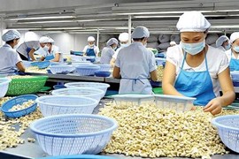 Xuất khẩu hạt điều của Việt Nam có nhiều dư địa tăng trưởng trong năm 2024