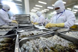 Vasep muốn bỏ hạn ngạch với tôm xuất khẩu vào Hàn Quốc
