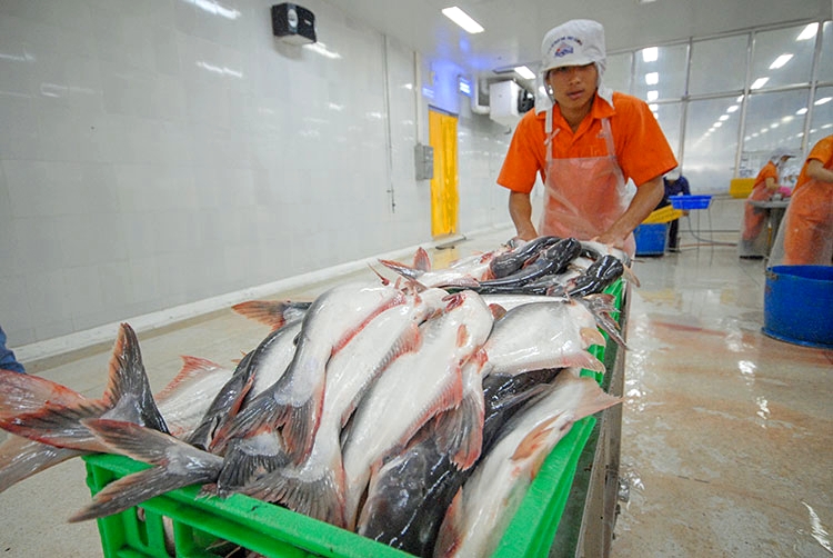 Xuất khẩu cá tra Việt Nam 'rộng cửa' sang Mỹ và châu Âu