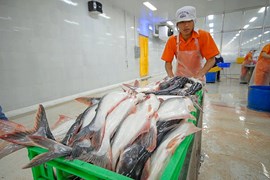 Xuất khẩu cá tra Việt Nam 'rộng cửa' sang Mỹ và châu Âu