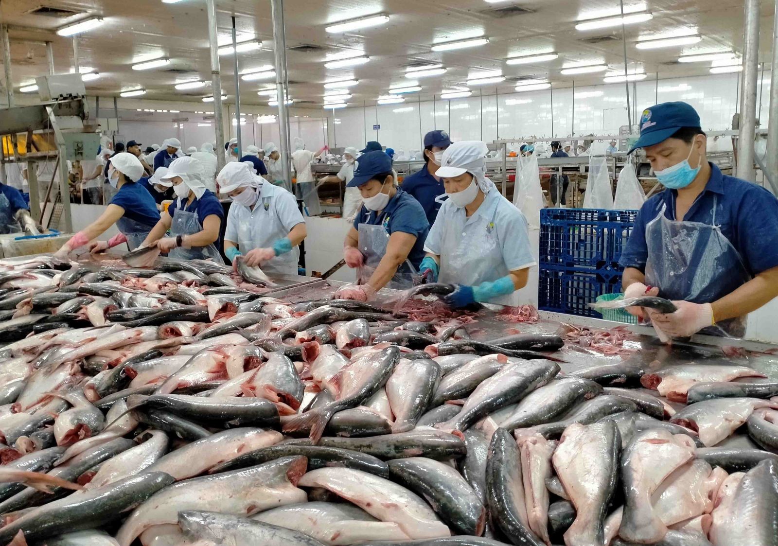 Trung Quốc tăng nhập khẩu thủy sản Việt Nam gấp 4 lần 2