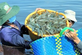 Trung Quốc tăng nhập khẩu thủy sản Việt Nam gấp 4 lần