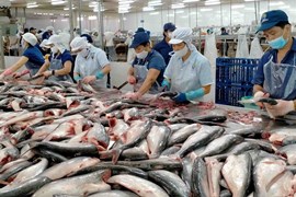 Xuất khẩu cá tra Việt Nam kỳ vọng lấy lại đà tăng trưởng tại thị trường Hoa Kỳ