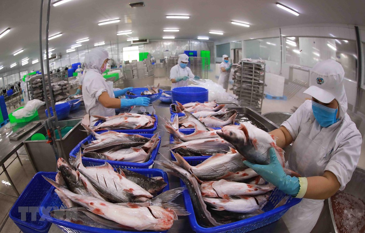 Xuất khẩu cá tra Việt Nam kỳ vọng lấy lại đà tăng trưởng tại thị trường Hoa Kỳ 2