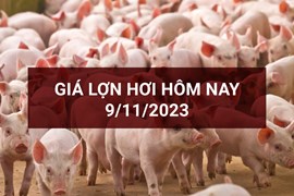 Giá lợn hơi ngày 9/11: Ba miền đồng loạt giảm