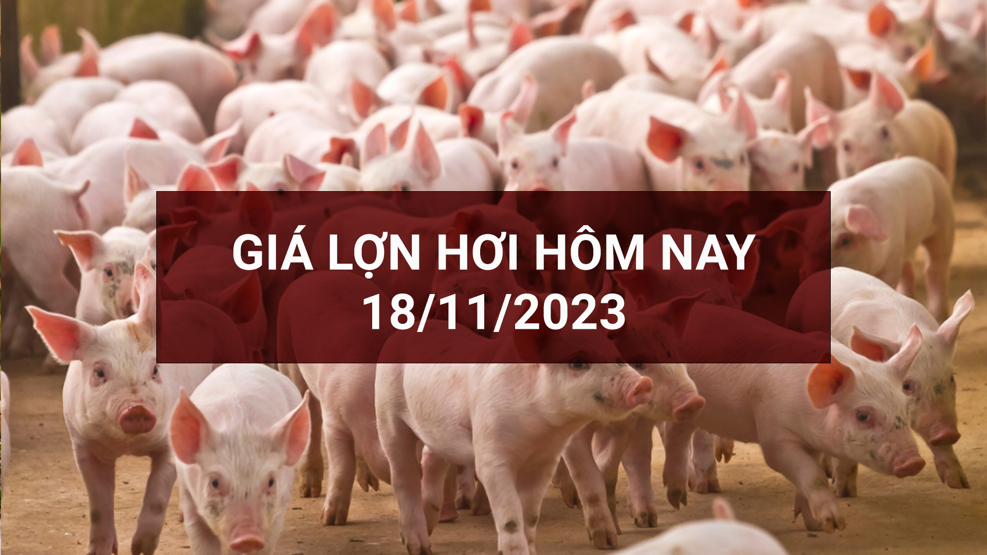 Giá lợn hơi ngày 18/11: Giảm 1.000 đồng ở nhiều nơi