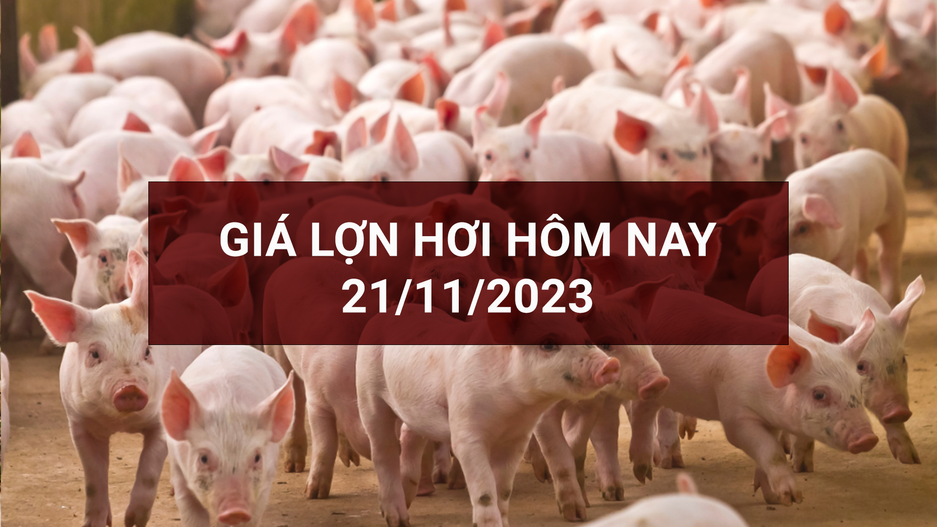 Giá lợn hơi ngày 21/11: Tăng cao nhất 3.000 đồng/kg