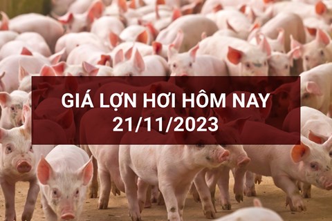 Giá lợn hơi ngày 21/11: Tăng cao nhất 3.000 đồng/kg