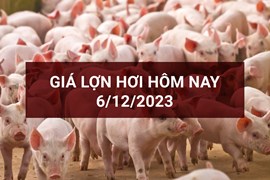 Giá lợn hơi ngày 6/12: Tiếp đà giảm 1.000 đồng/kg
