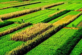 GDP ngành nông nghiệp năm 2023 đạt 3,83%, khẳng định vị thế trụ đỡ của nền kinh tế