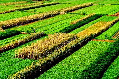 GDP ngành nông nghiệp năm 2023 đạt 3,83%, khẳng định vị thế trụ đỡ của nền kinh tế