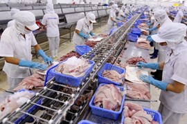 5 doanh nghiệp xuất khẩu cá tra Việt Nam bị áp mức thuế chống bán phá