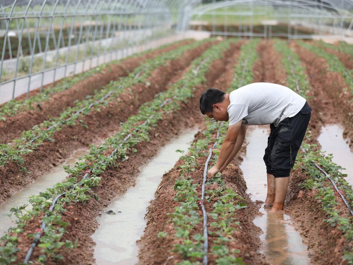 Giới trẻ Trung Quốc vỡ mộng làm giàu ở thành phố, về quê lập nghiệp