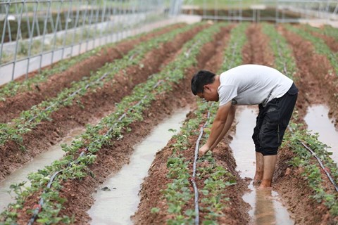 Giới trẻ Trung Quốc vỡ mộng làm giàu ở thành phố, về quê lập nghiệp