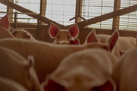 Cơn đau đầu của nước Mỹ: Quá nhiều thịt lợn