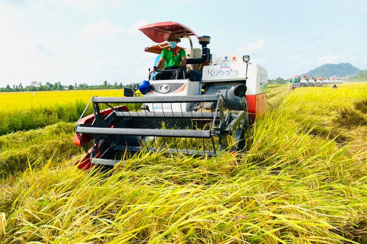 Xuất khẩu gạo sang một số thị trường Âu Mỹ ghi nhận tăng đột biến