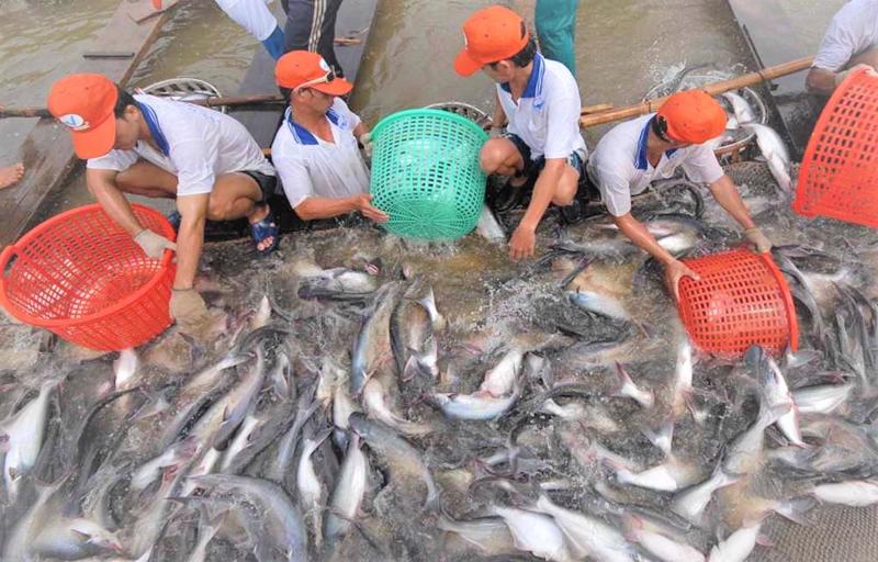 Xuất khẩu cá tra Việt Nam cần tập trung đáp ứng các tiêu chuẩn xanh