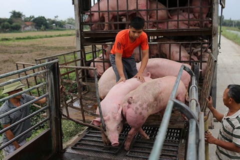 Xử lý nghiêm các trường hợp vận chuyển, tiêu thụ động vật, sản phẩm không rõ nguồn gốc