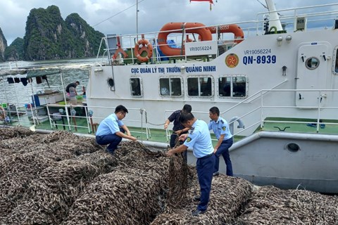 Quảng Ninh: Ngăn chặn 63 tấn hàu giống không rõ nguồn gốc xuất xứ
