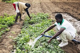Malawi ứng dụng AI vào nông nghiệp