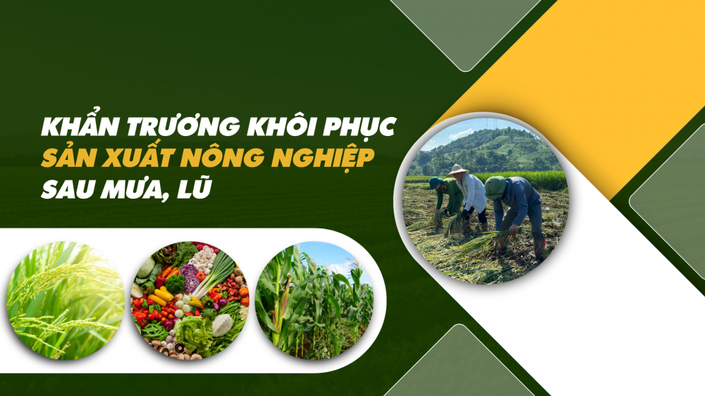 Khẩn trương khôi phục sản xuất nông nghiệp sau mưa, lũ