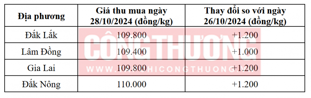 Tham khảo giá cà phê hôm nay ngày 28/10/2024 tại khu vực Tây Nguyên