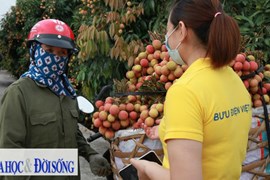 Bắc Giang, Sơn La, Hưng Yên đẩy mạnh tiêu thụ nông sản qua thương mại điện tử