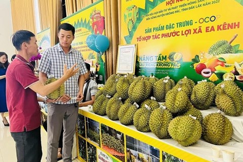 Đắk Lắk: Lô sầu riêng đầu tiên sắp xuất sang thị trường Trung Quốc