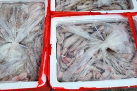 Thanh Hóa: Phát hiện trên 4,5 tấn cá khoai chứa chất foocmon