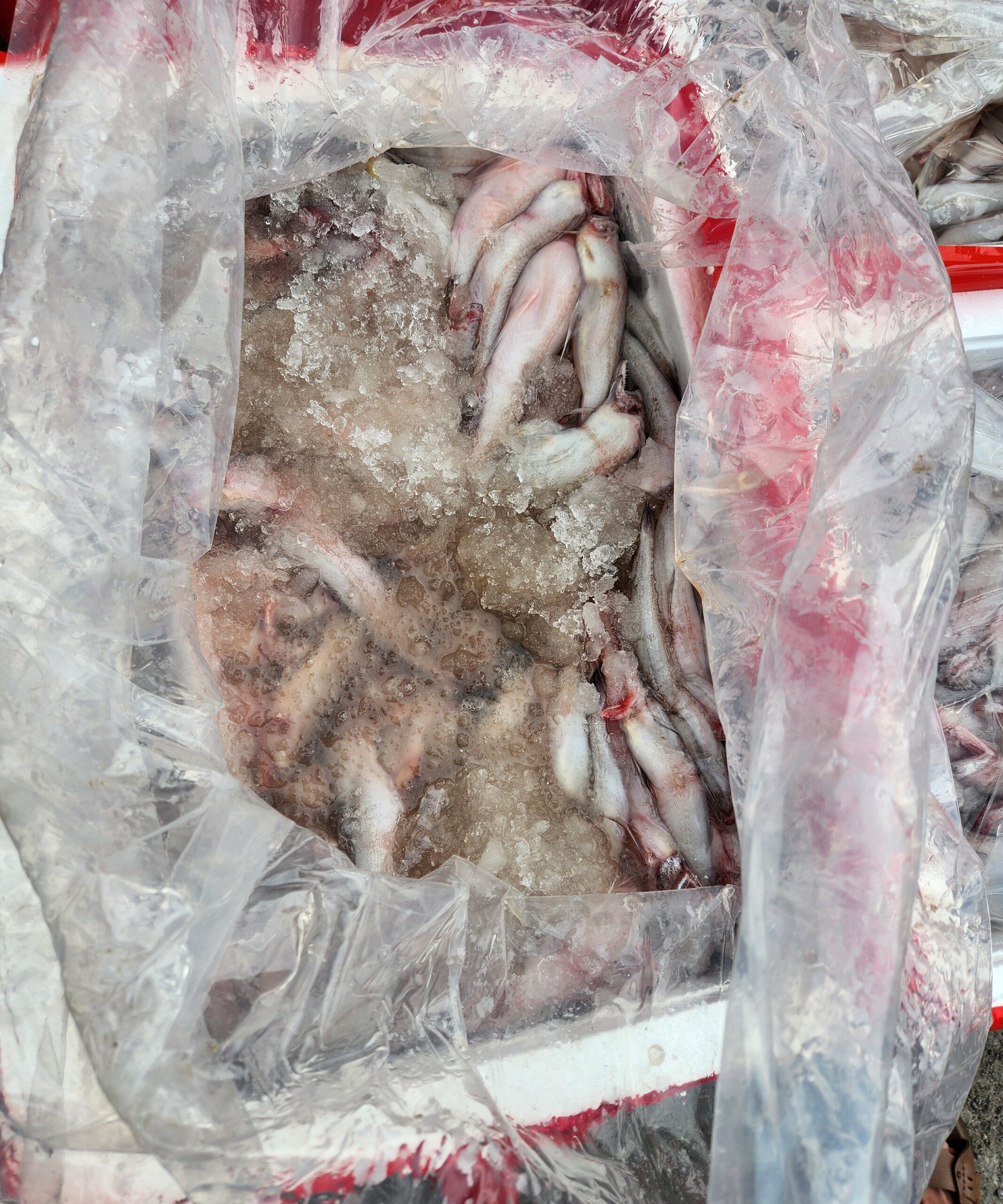 Lực lượng Quản lý thị trường Thanh Hoá vừa phát hiện 4,5 tấn cá khoai chứa chất foocmon. Một loại chất cấm sử dụng trong chế biến thực phẩm.