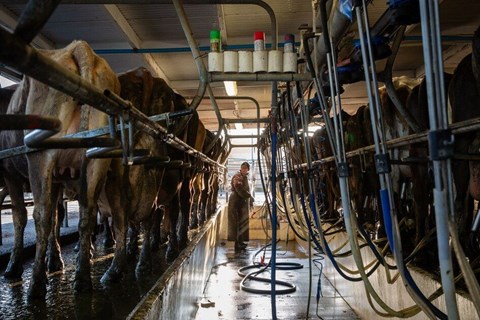Kinh tế Trung Quốc suy thoái rõ nhất ở các trang trại bò sữa... New Zealand