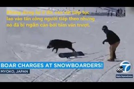 Hú hồn với cảnh lợn rừng tấn công người trượt tuyết