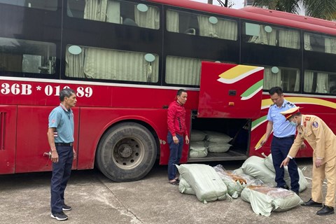 Quảng Ninh: Phát hiện gần 500kg lòng lợn sấy khô ẩm mốc, chảy nước bốc mùi hôi thối