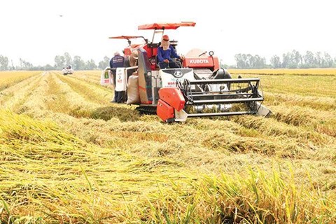 Giải “cơn khát” vốn cho thương nhân lúa gạo
