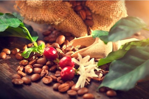 Xuất khẩu cà phê sang Hà Lan tăng mạnh cả lượng và trị giá
