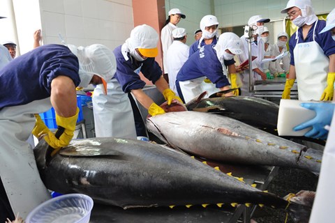 Xuất khẩu cá ngừ quý I/2023 giảm 30%, doanh nghiệp tìm kiếm cơ hội thị trường ngách