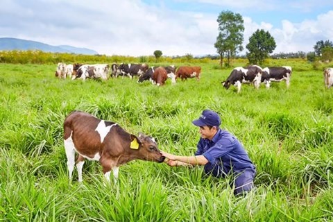 Vinamilk dự kiến tăng giá sữa khoảng 5% theo lạm phát, doanh thu ước đạt hơn 63.000 tỷ trong năm 2023