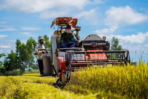 Giá gạo tăng thúc đẩy khu vực châu Á mở rộng sản xuất lúa gạo