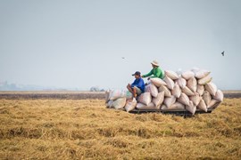 Lực mua quay lại thị trường, giá gạo xuất khẩu tuần này khởi sắc trở lại