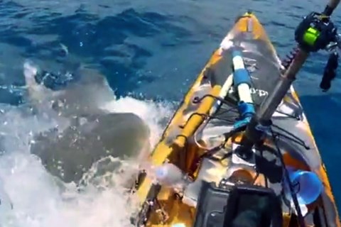 Thót tim cảnh cá mập tấn công thuyền kayak