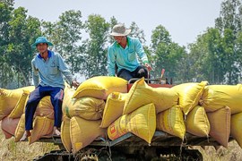 Thị trường lo ngại tác động của El Nino, giá gạo xuất khẩu Việt Nam và Thái Lan neo cao