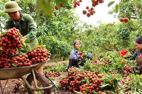 Một nửa sản lượng vải thiều Bắc Giang sẽ dành để xuất khẩu